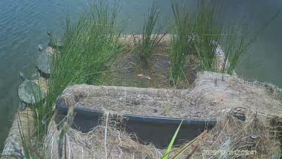 Turtle Island wildlife capture
