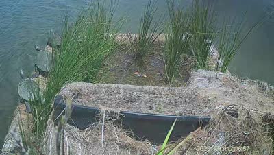 Turtle Island wildlife capture