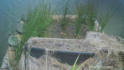 Turtle Island wildlife capture