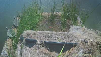 Turtle Island wildlife capture