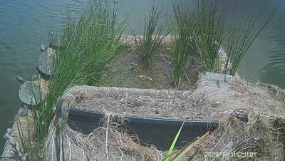 Turtle Island wildlife capture