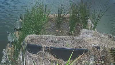 Turtle Island wildlife capture