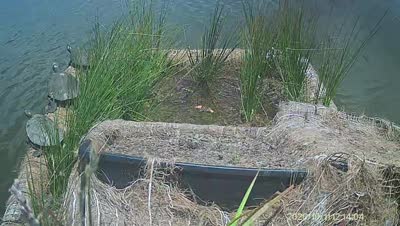 Turtle Island wildlife capture