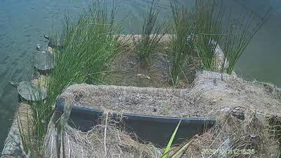 Turtle Island wildlife capture