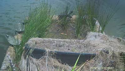 Turtle Island wildlife capture