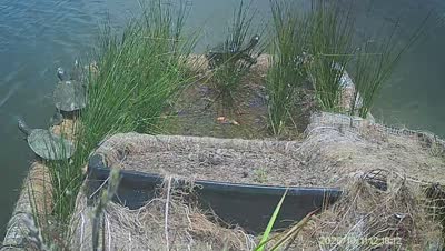 Turtle Island wildlife capture