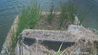 Turtle Island wildlife capture