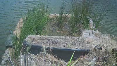 Turtle Island wildlife capture