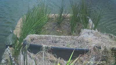 Turtle Island wildlife capture