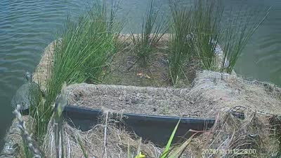 Turtle Island wildlife capture