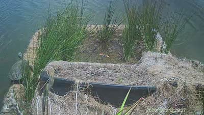 Turtle Island wildlife capture