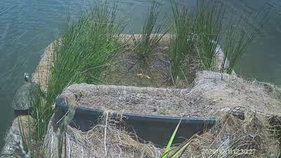 Turtle Island wildlife capture