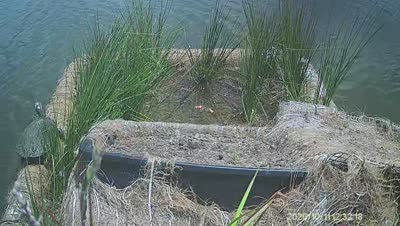 Turtle Island wildlife capture
