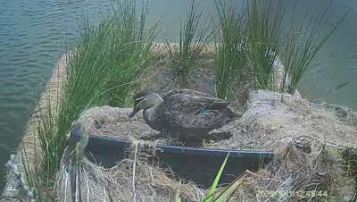 Turtle Island wildlife capture