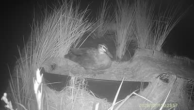 Turtle Island wildlife capture