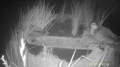 Turtle Island wildlife capture