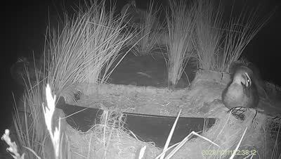 Turtle Island wildlife capture