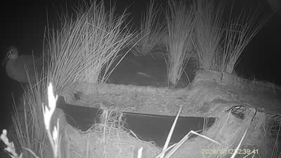 Turtle Island wildlife capture