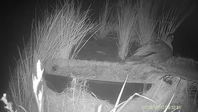 Turtle Island wildlife capture