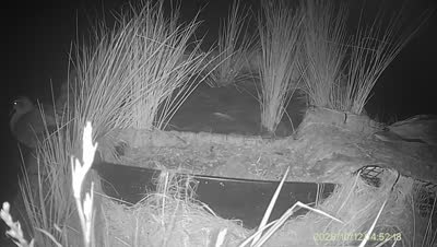 Turtle Island wildlife capture
