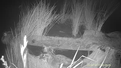 Turtle Island wildlife capture