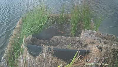 Turtle Island wildlife capture