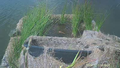 Turtle Island wildlife capture