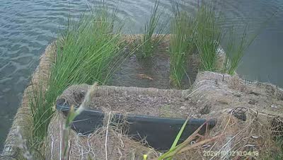 Turtle Island wildlife capture