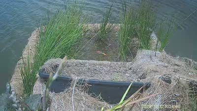 Turtle Island wildlife capture