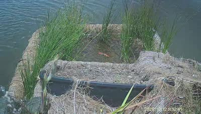 Turtle Island wildlife capture