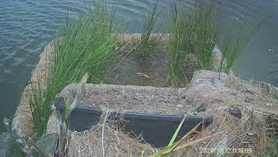 Turtle Island wildlife capture