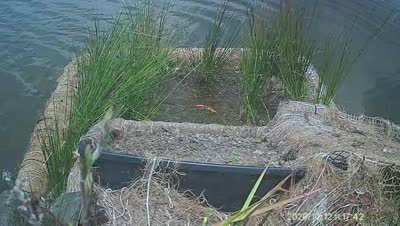 Turtle Island wildlife capture
