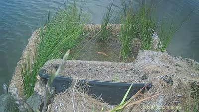 Turtle Island wildlife capture