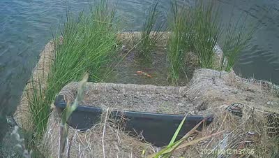 Turtle Island wildlife capture