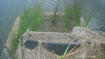 Turtle Island wildlife capture