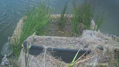 Turtle Island wildlife capture