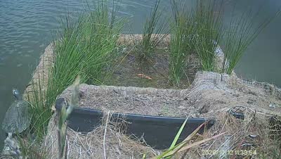 Turtle Island wildlife capture
