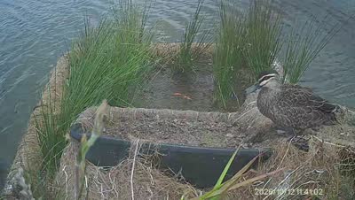 Turtle Island wildlife capture
