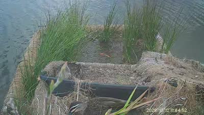 Turtle Island wildlife capture