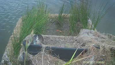 Turtle Island wildlife capture