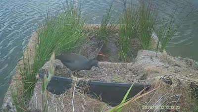 Turtle Island wildlife capture