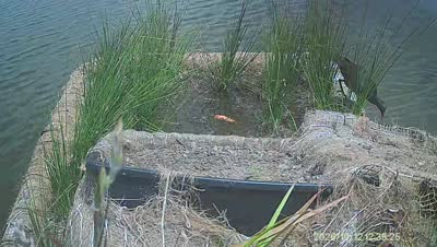 Turtle Island wildlife capture
