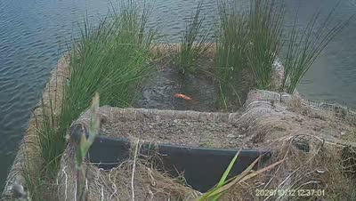 Turtle Island wildlife capture